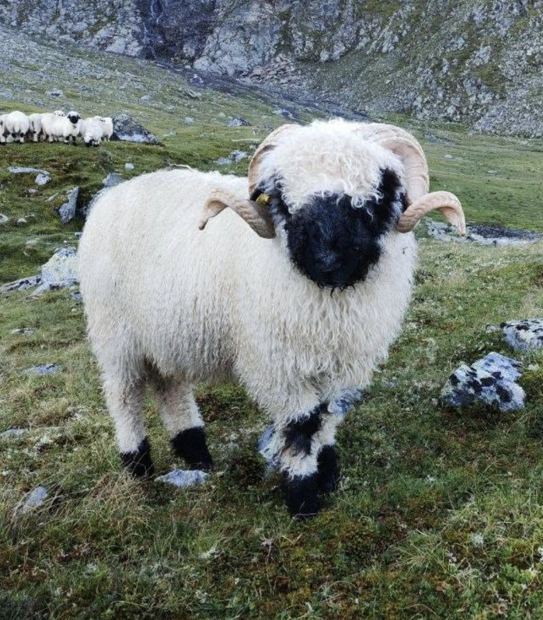 Boynuzlu Walliser Blacknose koçu — damızlık kalitesi